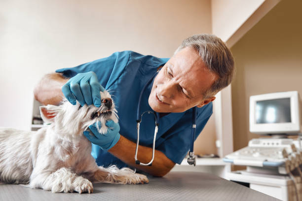 Best Emergency Dentist for Knocked-Out Tooth in Jacksonville, AL